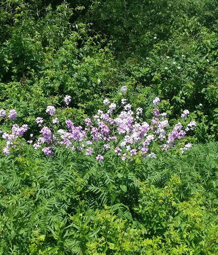 Park «Hollingsworth Park», reviews and photos, 348 Pond St, Braintree, MA 02184, USA