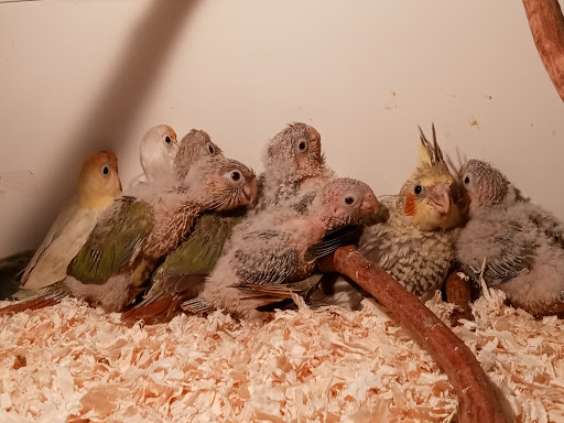 Pet Store «Inez Pet Shop», reviews and photos, 3825 Whittier Blvd, Los Angeles, CA 90023, USA