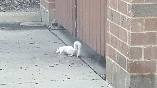 Coffee Shop «Caribou Coffee», reviews and photos, 11611 Leona Rd, Eden Prairie, MN 55344, USA