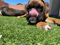 Beyond Expawtation Pet Care LLC