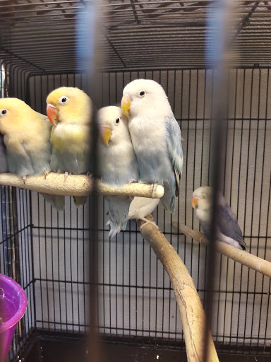 Pet Store «Parrots Of The World Aquarium and Pet Center», reviews and photos, 316 Sunrise Hwy #1, Rockville Centre, NY 11570, USA