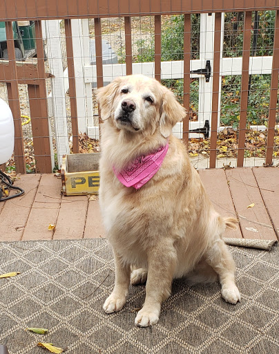 Canine Country Club & Grooming