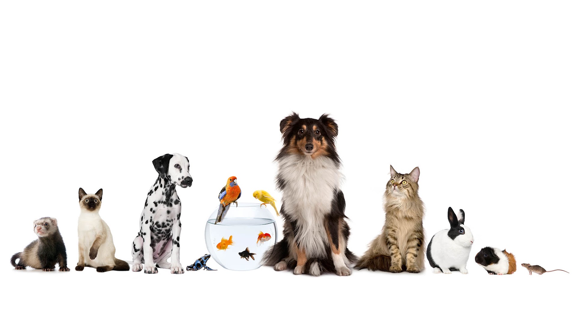 House and Hound Care in Boca Raton FL - Dog Walking & Pet Sitting