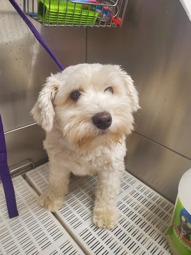 Pet Groomer «Splash and Dash Groomerie & Boutique», reviews and photos, 224 Peachtree East Shopping Center, Peachtree City, GA 30269, USA