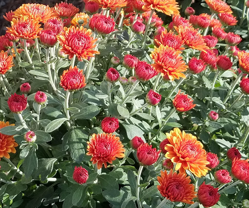 Wholesale Plant Nursery «Garden Fantasy», reviews and photos, 43250 Tyler Rd, Belleville, MI 48111, USA