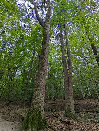 Nature Preserve «Carpenter Lake Nature Preserve», reviews and photos, 27101-27215 W 10 Mile Rd, Southfield, MI 48033, USA