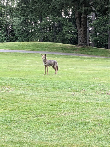 Country Club «Kitsap Golf & Country Club», reviews and photos, 3885 NW Golf Club Hill Rd, Bremerton, WA 98312, USA