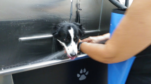 Pet Supply Store «Pet Supplies Plus», reviews and photos, 126 E Main St, Smithtown, NY 11787, USA