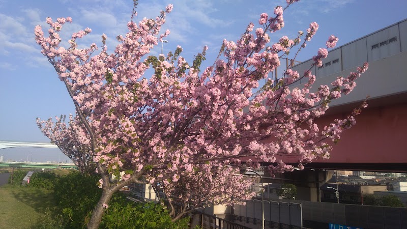 足立の平成五色桜
