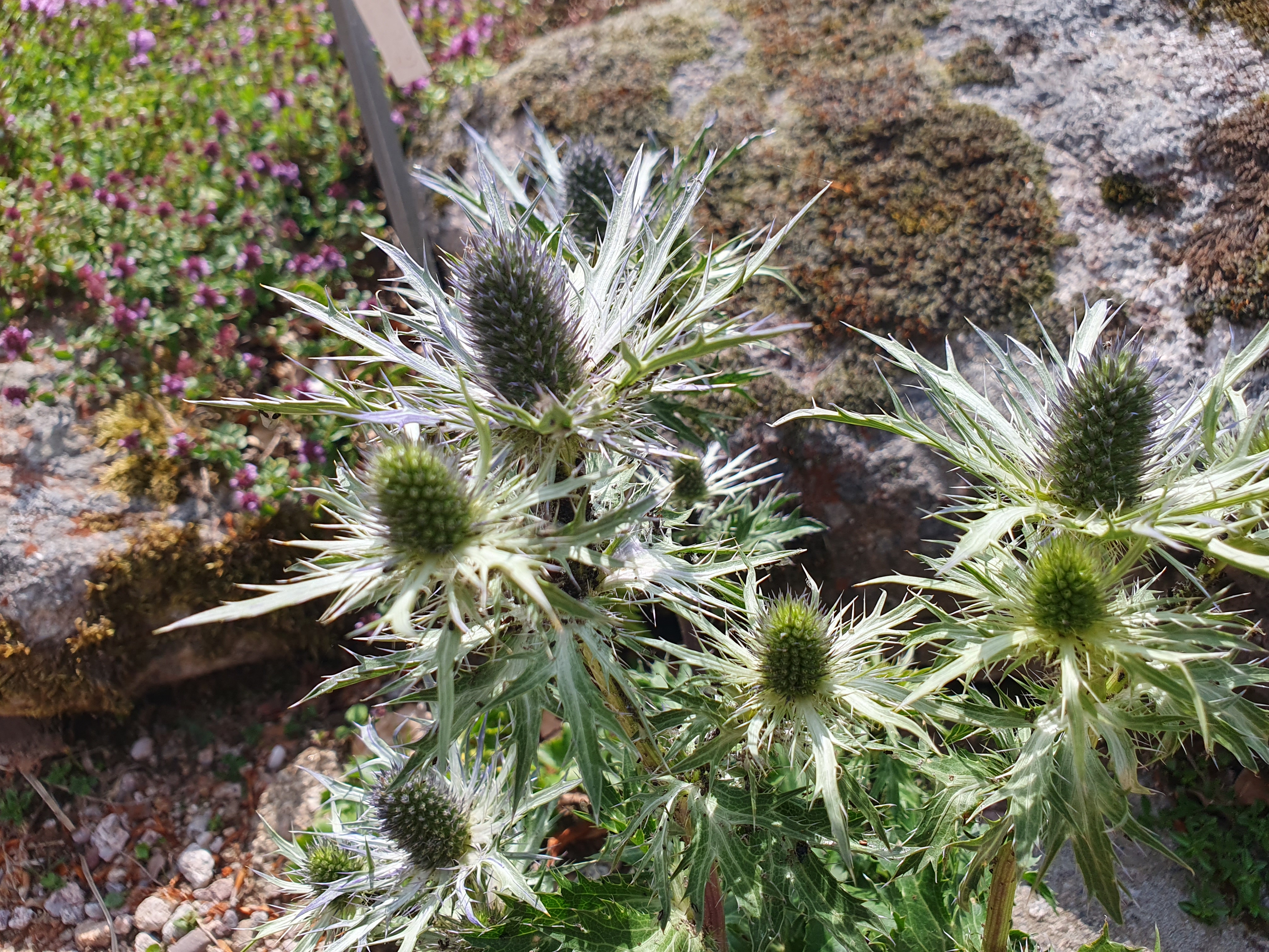 Photo n° 5 de l'avis de SYLVIE.A fait le 29/06/2023 à 20:48