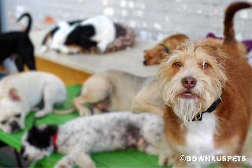 Dog Day Care Center «The Bowhaus Pet Company», reviews and photos, 2472 E Colorado Blvd, Pasadena, CA 91107, USA