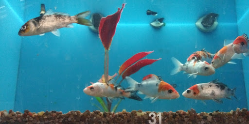 Pet Supply Store «PetSmart», reviews and photos, 31705 Pacific Hwy S, Federal Way, WA 98003, USA