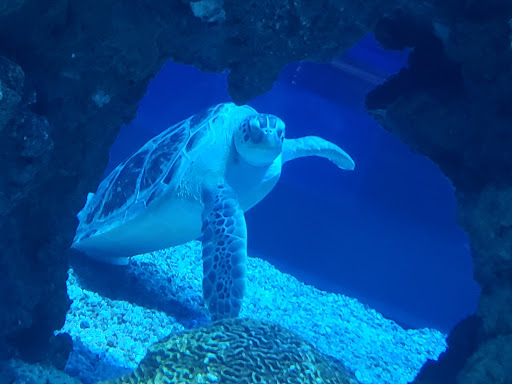 Aquarium «Wonders Of Wildlife National Museum & Aquarium», reviews and photos, 500 W Sunshine St, Springfield, MO 65807, USA