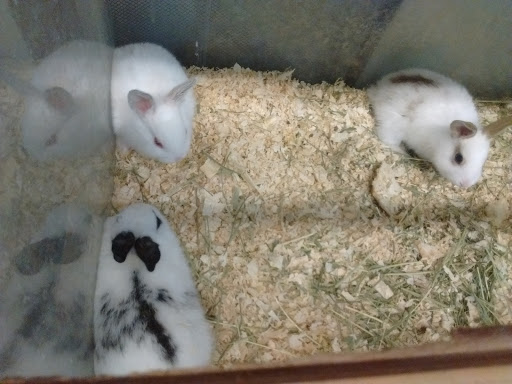 Pet Supply Store «College Greens Pet Center», reviews and photos, 3311 Julliard Dr # A, Sacramento, CA 95826, USA