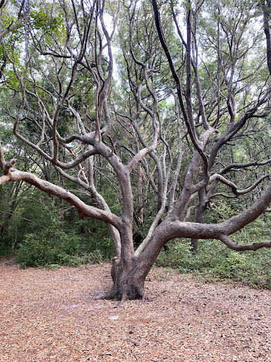 State Park «Myrtle Beach State Park», reviews and photos, 4401 S Kings Hwy, Myrtle Beach, SC 29575, USA
