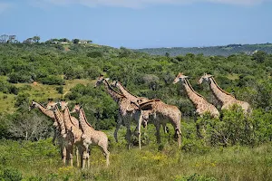 Sibuya Game Reserve Reception image