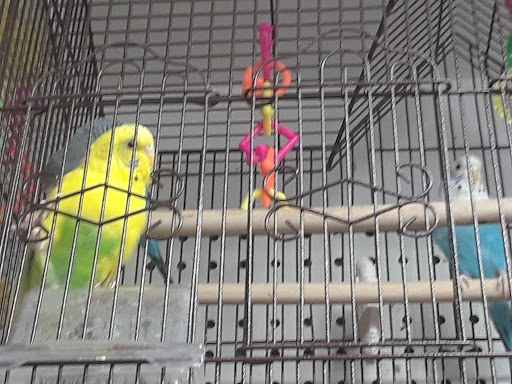 Pet Supply Store «Pets For You», reviews and photos, 413 N Main St, Rice Lake, WI 54868, USA