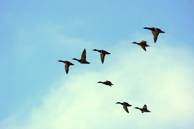 Dąbrowszczaków 39/709, 11-041 Olsztyn