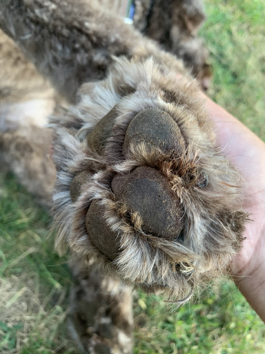 Pet Supply Store «Petco Animal Supplies», reviews and photos, 1333 Centennial Ave, Piscataway Township, NJ 08854, USA