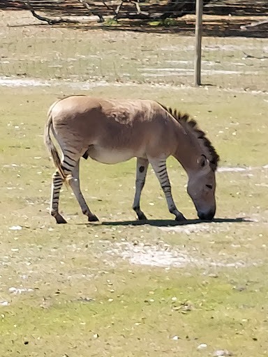 Ranch «Giraffe Ranch», reviews and photos, 38650 Mickler Rd, Dade City, FL 33523, USA