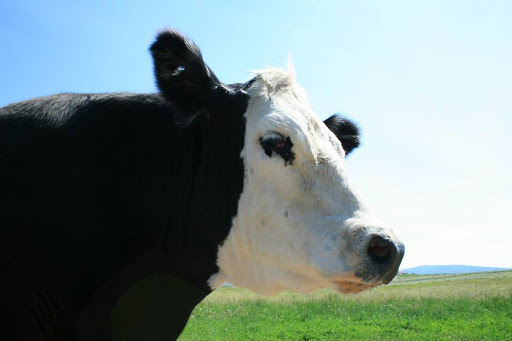 Butcher Shop «Colorado Meat Company», reviews and photos, 51 Beaver Creek Pl #3, Avon, CO 81620, USA