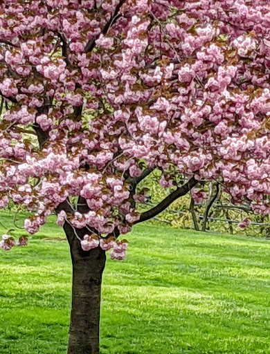 Park «Kissena Park», reviews and photos, 164-15 Booth Memorial Ave, Fresh Meadows, NY 11365, USA