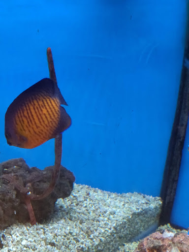 Pet Supply Store «Petco Animal Supplies», reviews and photos, 3194 FM407, Highland Village, TX 75077, USA