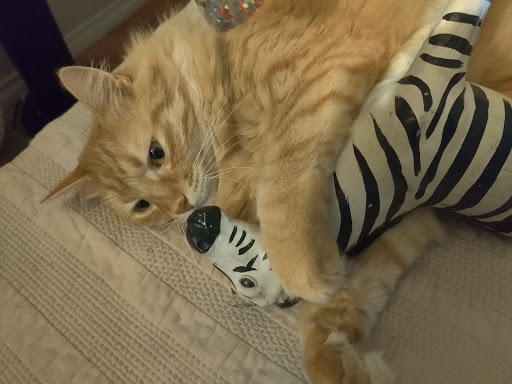 Pet Supply Store «Pet Supply», reviews and photos, 22372 El Paseo, Rancho Santa Margarita, CA 92688, USA