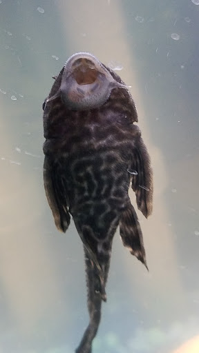 Pet Supply Store «PetSmart», reviews and photos, 2113 E Geneva St, Delavan, WI 53115, USA