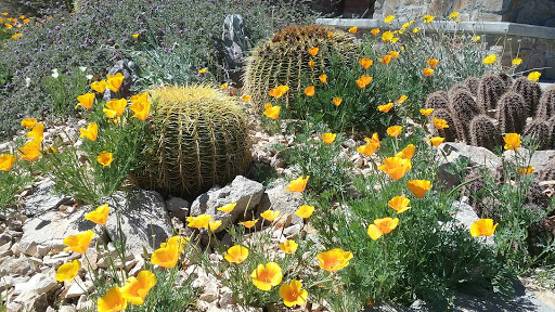 Chihuahuan Desert Gardens