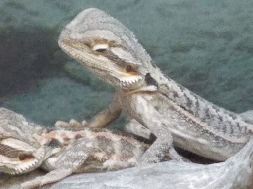 Pet Supply Store «Petco Animal Supplies», reviews and photos, 5843 N Elizabeth St, Pueblo, CO 81008, USA