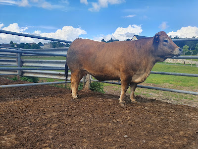 Viva L'aubrac à Peyre en Aubrac