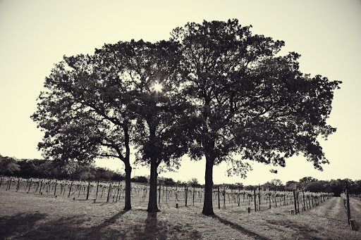 Winery «Westcave Cellars Winery», reviews and photos, 25711 Hamilton Pool Rd, Round Mountain, TX 78663, USA