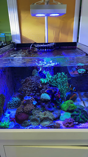 Tropical Fish Store «Amazing Aquariums & Reefs», reviews and photos, 646 E Katella Ave, Orange, CA 92867, USA