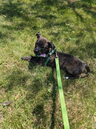 Pet Supply Store «USA Dog Shop», reviews and photos, 549 NY-17, Tuxedo Park, NY 10987, USA