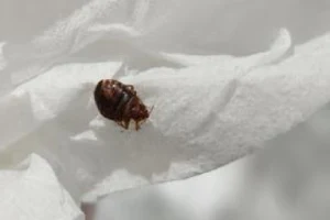 Gotcha Bed Bug Inspectors image