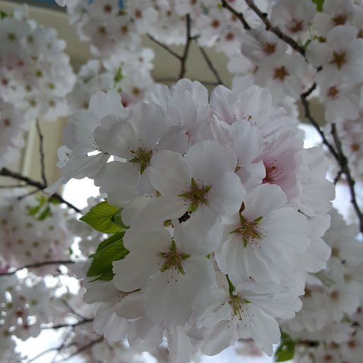 Pet Supply Store «Petco Animal Supplies», reviews and photos, 5481 Lone Tree Way, Brentwood, CA 94513, USA