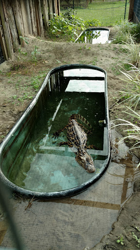 Zoo «Florida International Teaching Zoo», reviews and photos, 7725 FL-48, Bushnell, FL 33513, USA