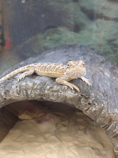 Pet Supply Store «Petco Animal Supplies», reviews and photos, 12765 Harper Village Dr #140, Battle Creek, MI 49014, USA