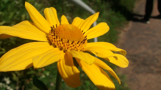 History Museum «Historic Fort Snelling», reviews and photos, 200 Tower Avenue, Saint Paul, MN 55111, USA