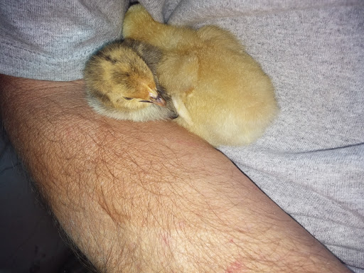 Pet Supply Store «College Greens Pet Center», reviews and photos, 3311 Julliard Dr # A, Sacramento, CA 95826, USA