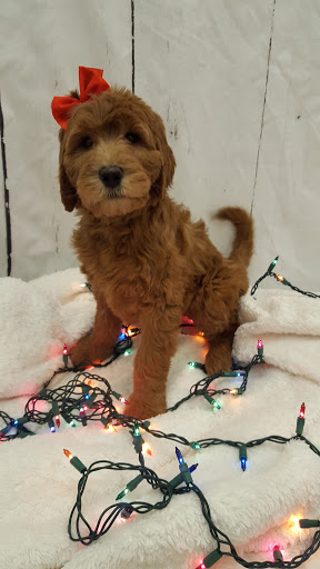 Pet Store «Happiness Is Pets», reviews and photos, 2936 Showplace Dr, Naperville, IL 60564, USA