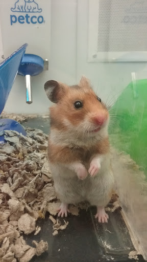 Pet Supply Store «Petco Animal Supplies», reviews and photos, 129 Mall Way, Marysville, WA 98270, USA