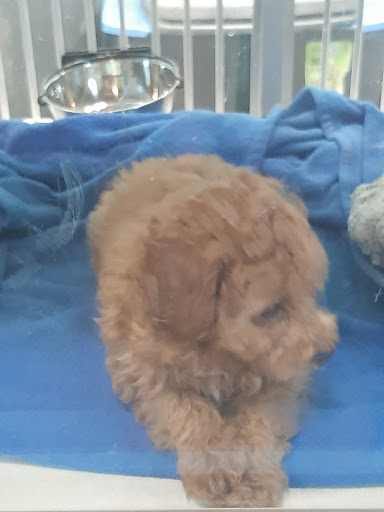 Pet Store «Animart», reviews and photos, 4303 E Towne Way, Madison, WI 53704, USA