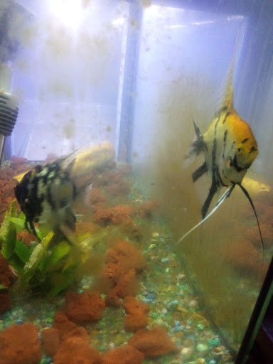 Pet Store «Fins And Feathers», reviews and photos, 222 Willow Ave, Honesdale, PA 18431, USA