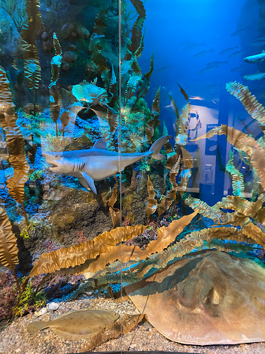 Natural History Museum «Harvard Museum of Natural History», reviews and photos, 26 Oxford St, Cambridge, MA 02138, USA