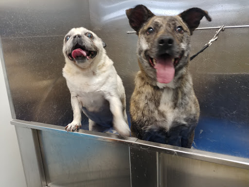 Pet Store «Dog Wash Etc», reviews and photos, 1037 Forest Ave, Portland, ME 04103, USA