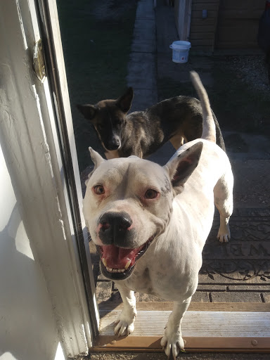 Pet Supply Store «Pet Supplies Plus», reviews and photos, 1704 Greenville Ave, Dallas, TX 75206, USA