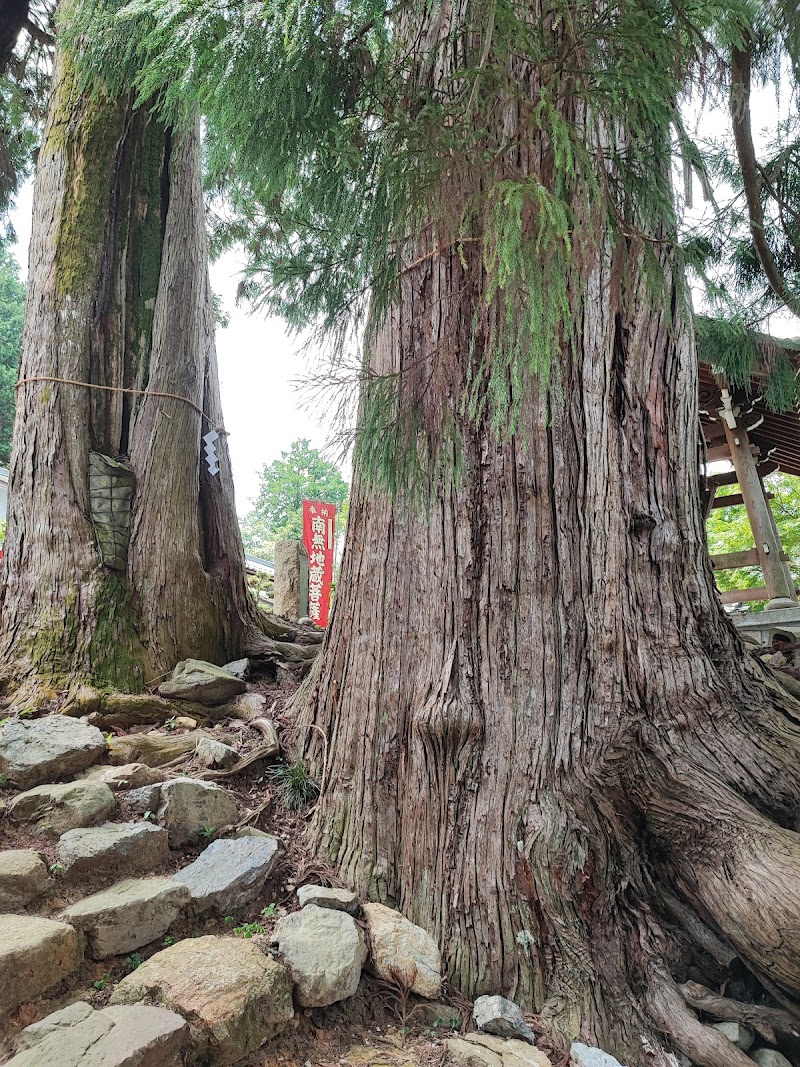 金毘羅さんの三本杉