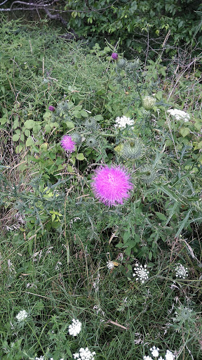 Nature Preserve «Cook County Forest Preserve», reviews and photos, 1700 N Quentin Rd, Palatine, IL 60074, USA